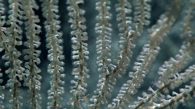 A closeup of the partially extended polyps of the coral in image expn4217