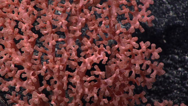 Closeup of retracted polyps on coral seen in image expn4250