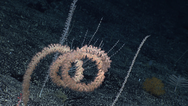 A spiraling bamboo whip coral
