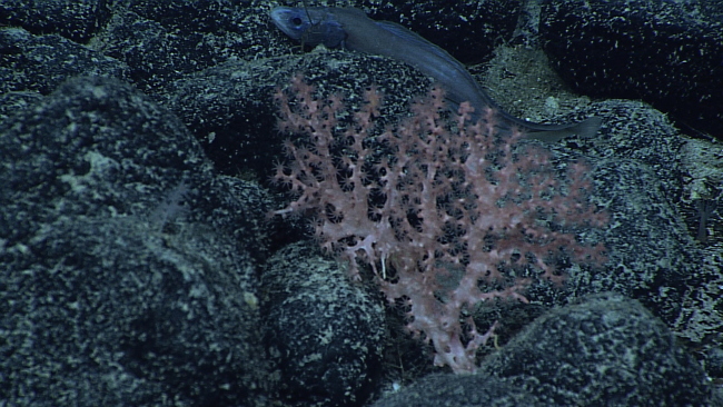A small pinkish white octocoral on a black rock surface with small fish usingspace between rocks as partial hiding place