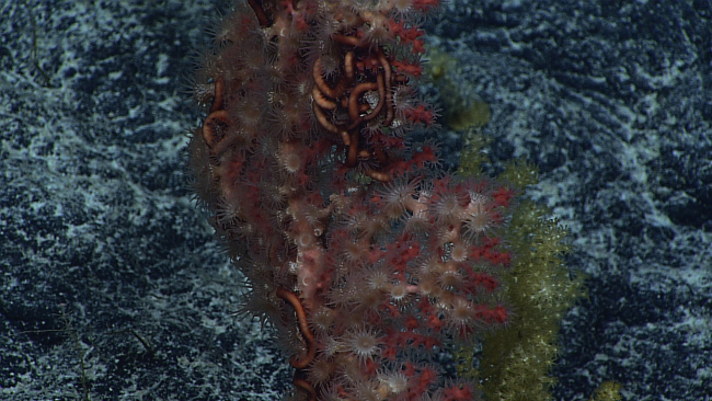 Greenish yellow octocoral behind with red octoral covered by zoanthids and atleast three brittle stars
