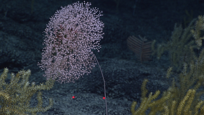 A pink parasol octocoral with associated brittle star