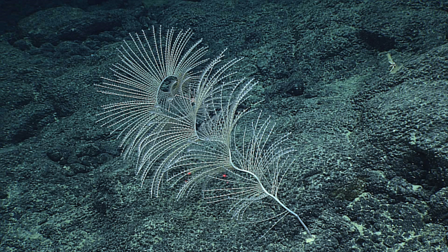 An Iridogorgia coral