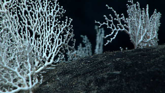 A garden of white stylasterid corals