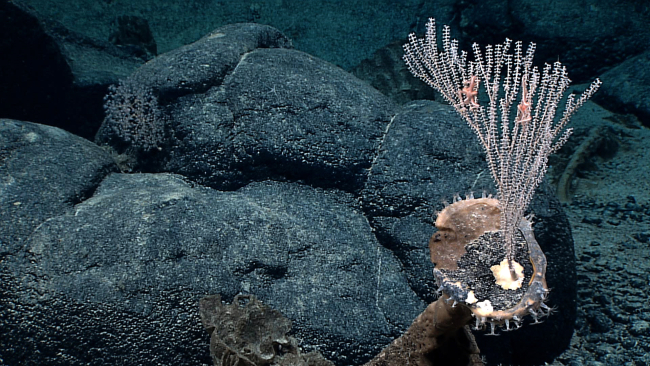 A small bamboo coral growing from the top of a circular boulder
