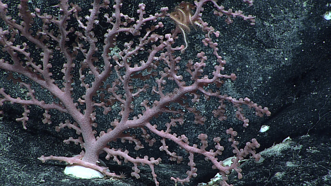 A pink gorgonian coral bush with a white brittle star