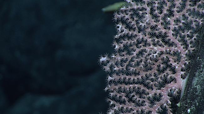 What appears to be the same species of pink gorgonian coral as in image expn4318 with polyps extended