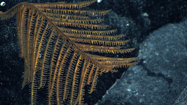 A gold black coral (Stauropathes sp
