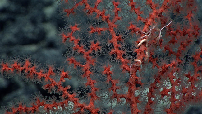 Gorgonian coral with translucent polyps extended
