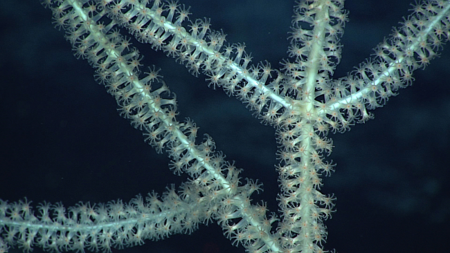 Closeup of the polyps of a bamboo coral bush