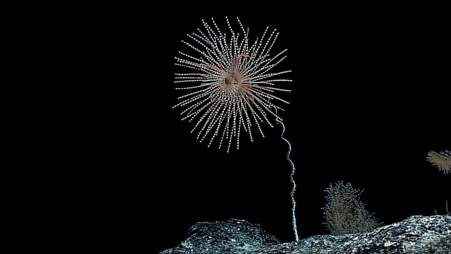 A relatively large Iridogorgia bella coral dominates this scene on the NorthPioneer Ridge