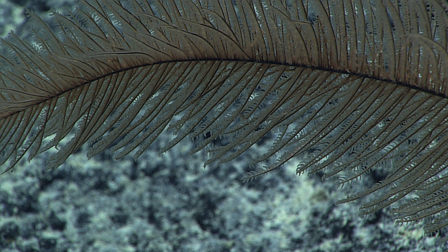 A relatively large Iridogorgia bella coral