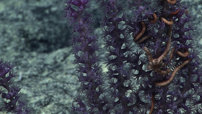 An octocoral bush with white branches and purple polyps with an associatedbrittle star