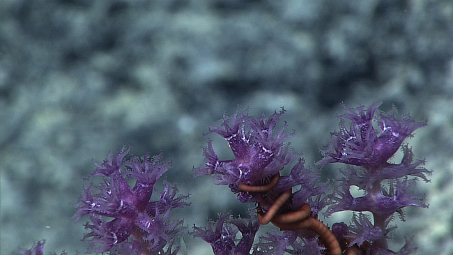 An octocoral bush with white branches and purple polyps