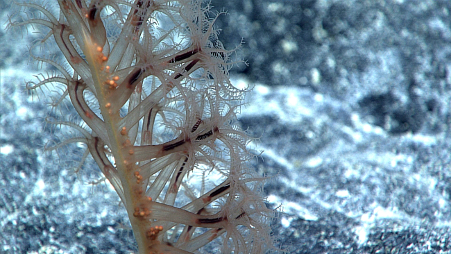 Closeup of a pen coral that might be ready to spawn as shown by the sphericalnodules within the main stalk
