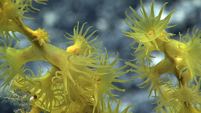 Closeup of yellow zoanthids on bamboo coral bush