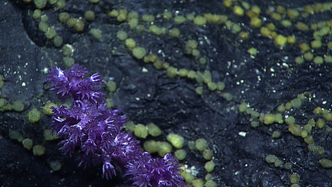 A purple octocoral with associated brittle stars to the left
