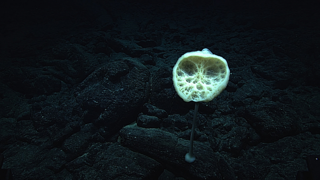 Binoculars? speakers?  this type of stalked sponge was commonly seenthroughout much of the area of covered by the 2015 Hohonu Moana expedition