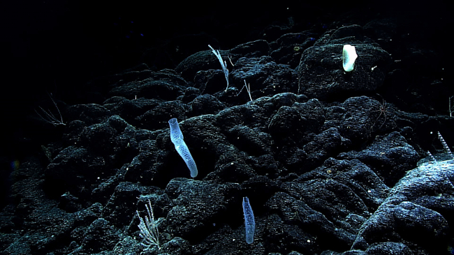 Two Venus flower basket sponges, a few skimpy bamboo corals, and a relativelylarge white sponge in the upper right