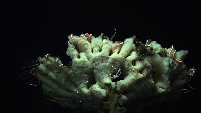 Large sponge serving as habitat for numerous brittle stars, a squat lobster, and a number of small white gastropods