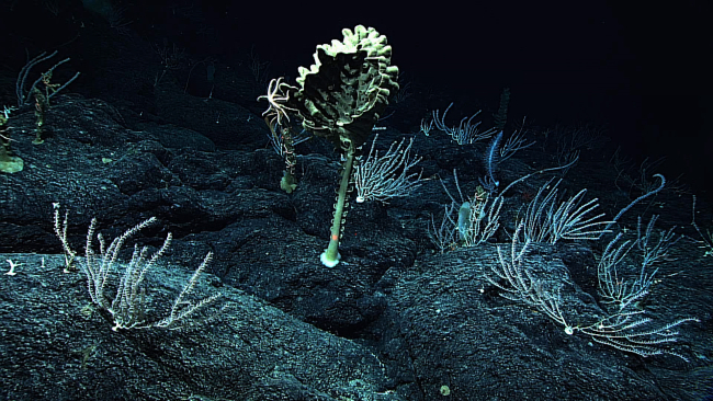 A large stalked sponge that appears to be dying (dead?) of old age