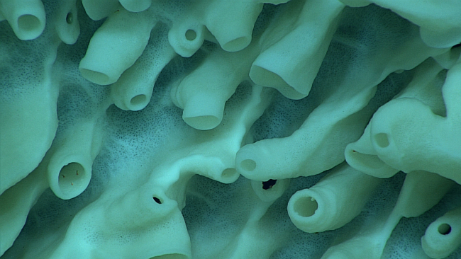 Closeup of the interior of the sponge shown in images expn4398 and expn4399