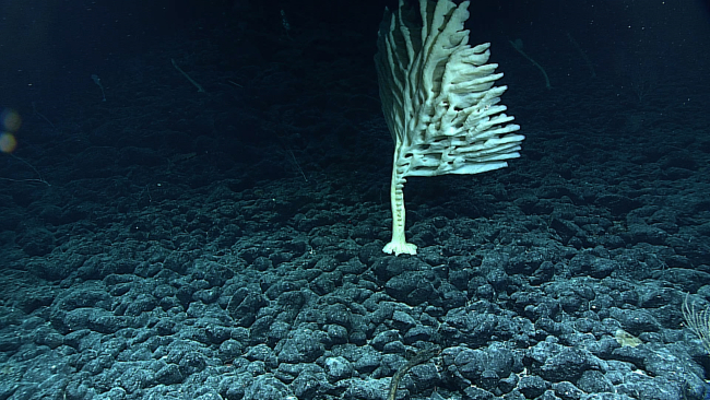 A large branching stalked sponge
