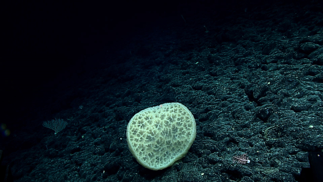 A large nearly circular sponge in close proximity to the seafloor