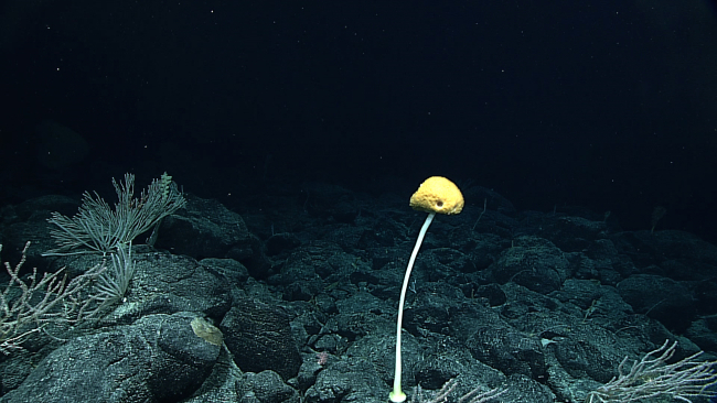 A stalked sponge with a white stalk and a yellow body of the sponge
