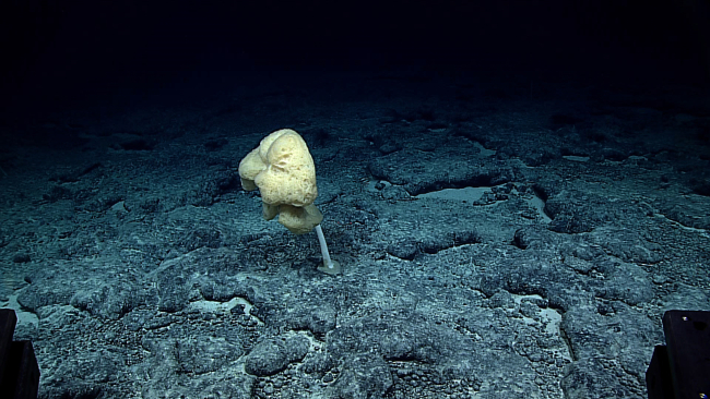 A large brown somewhat amorphous stalked sponge
