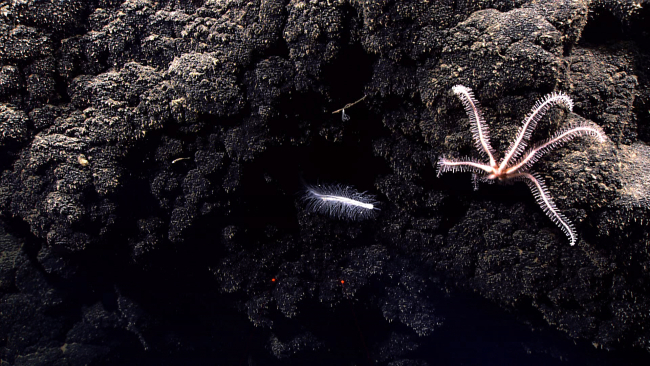 A brisingid starfish with a regenerating leg or two next to a smallcarnivorous sponge
