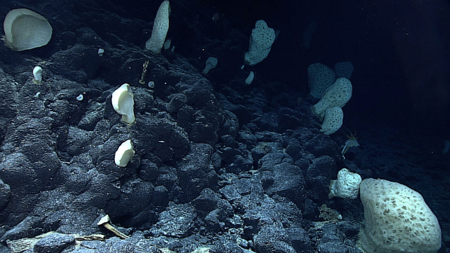 A forest of large sessile sponges