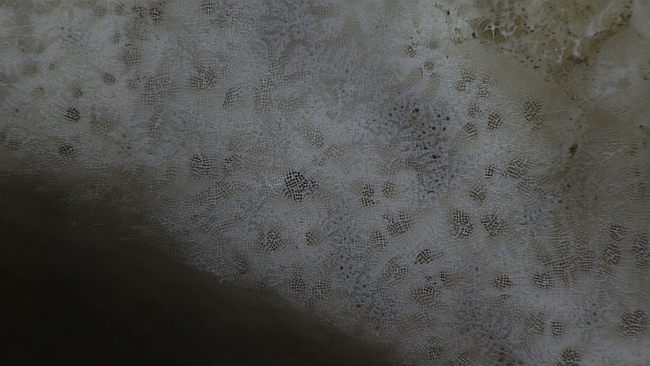 Texture of a sponge