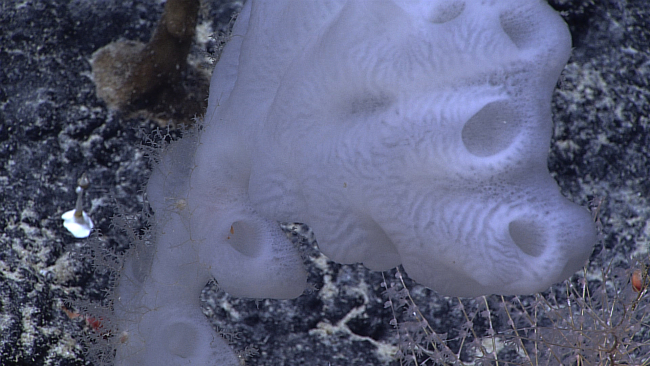 Glass sponge with small hydroids next to a chrysogorgid coral in lower rightcorner of image