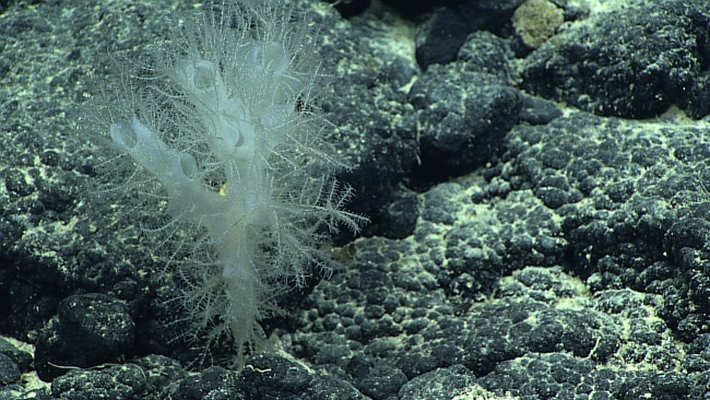 A sponge that looks like Farrea occa but covered with appendages