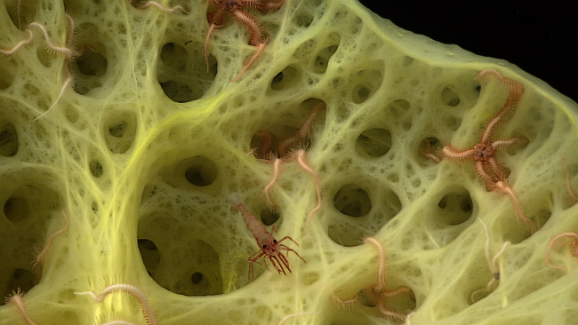 Large stalked sponge providing a home for a myriad of brittle stars andcrustacean associates