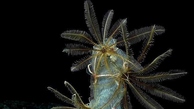Feather star crinoids, brittle stars, and white gastropods using a sponge ashabitat