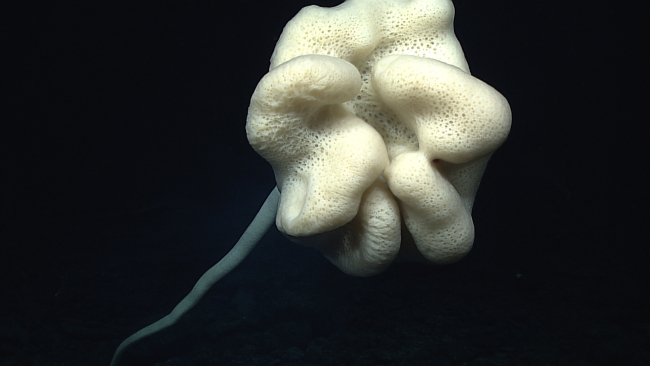 An amorphous lumpy stalked sponge
