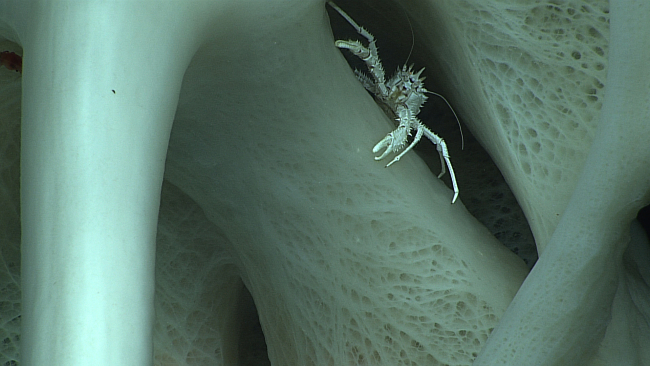 A small white squat lobster making its home in the recesses of a sponge