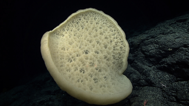 A large heart-shaped sessile sponge