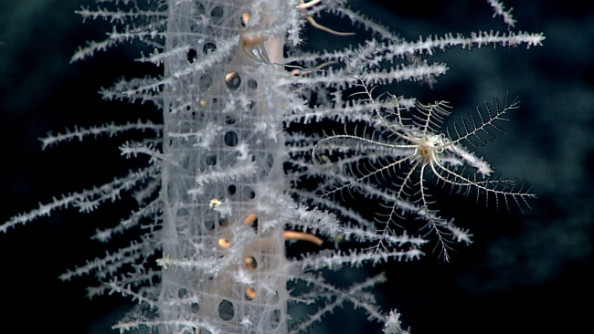 A small white feather star crinoid also calls this finger sponge (Walteria sp