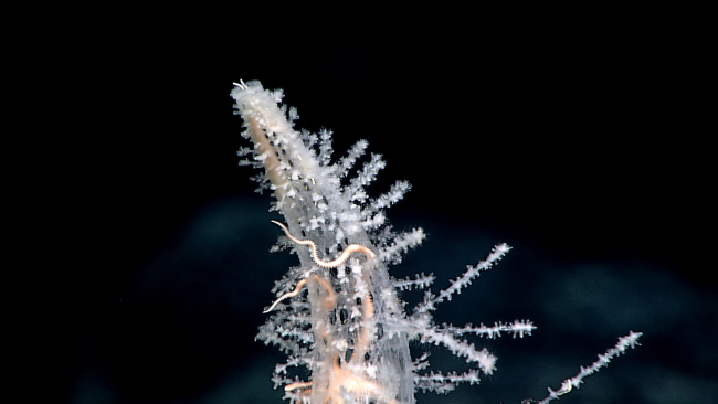 Brittle stars at the very top of the finger sponge  seen in image expn4455
