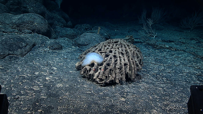 A large dead sponge laying on the seafloor being colonized by an encrustingsponge