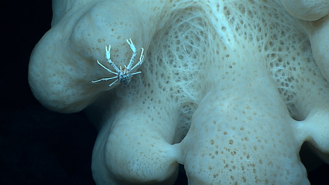 Closeup of the white squat lobster living in the large white stalked sponge ofimage expn4466