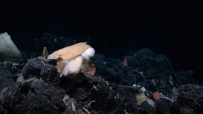 White sponge, cream-colored sponge, a dead vase sponge, and at least twospecies of coral are seen in this image