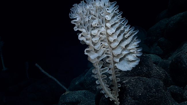 Stalked double-branched weird sponge