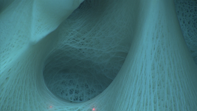 Interior view of large sponge seen in image expn4487