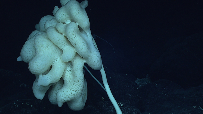 A big lumpy amorphous stalked sponge