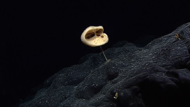 Spotlight shaped sponge (Bolosoma sp