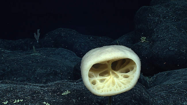 Closeup of spotlight shaped sponge (Bolosoma sp